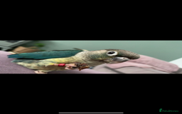 Conures birds for sale: Conure - Turquoise  - Image 1