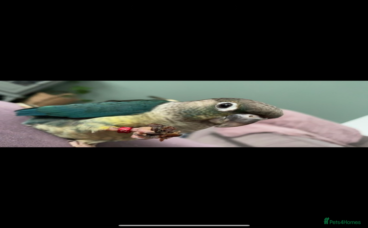 Conures birds - Advert 3