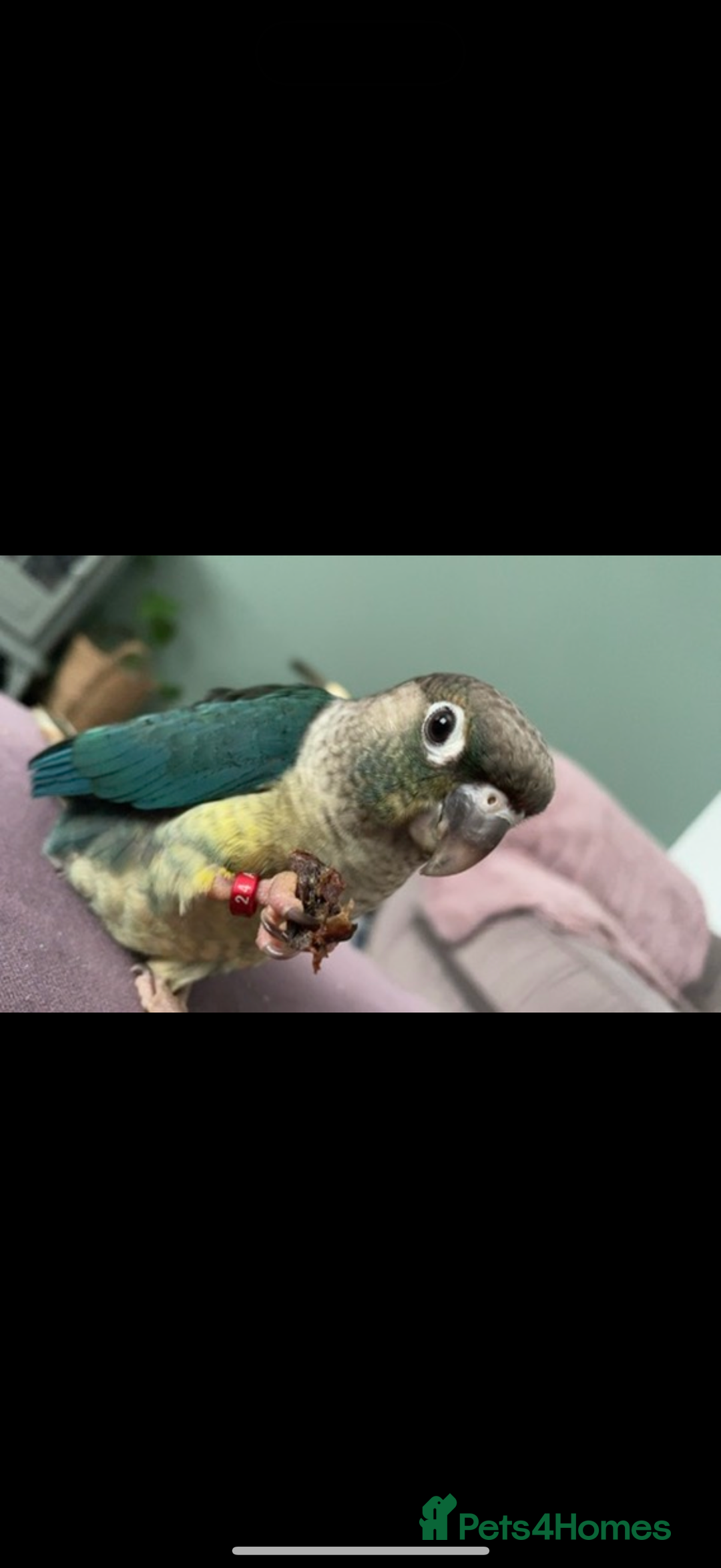 Conures birds for sale: Conure - Turquoise  - Image 1