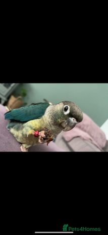Conures birds - Advert 3