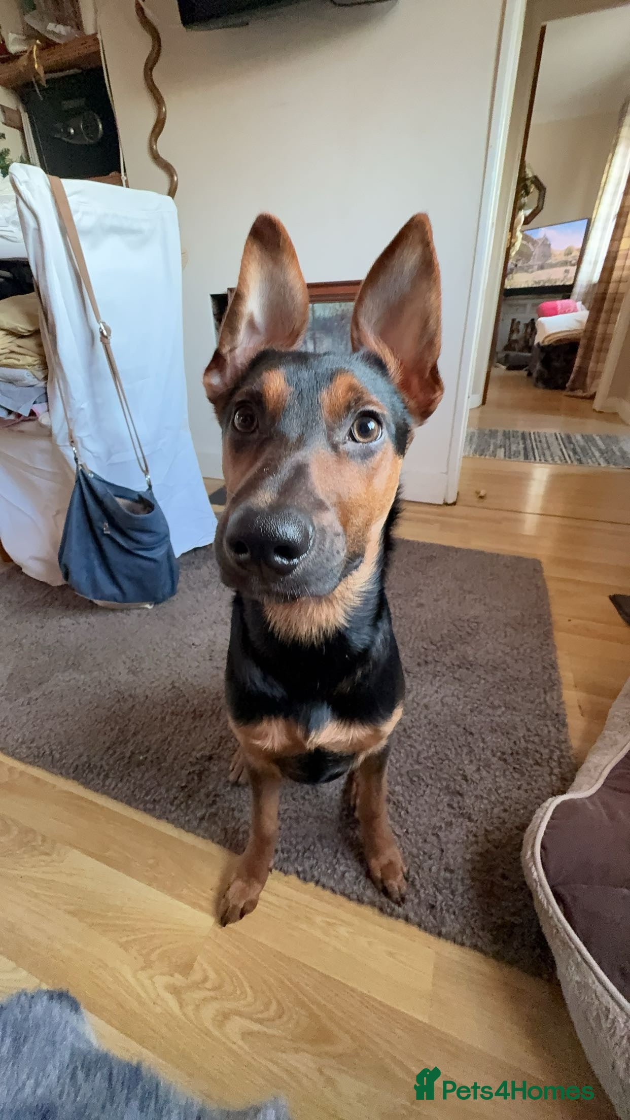 Mixed Breed dogs Huntaway x Kelpie - Advert 1