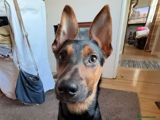 Mixed Breed dogs Huntaway x Kelpie - Advert 3