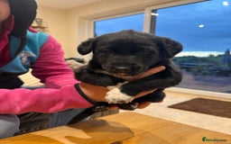 Borador dogs for sale: Collie cross Labrador  - Image 10