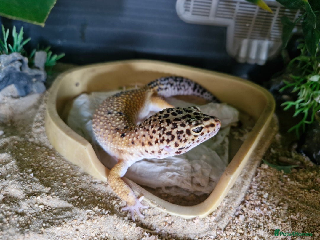 Leopard Gecko reptiles for sale: Leopard ghekos  - Advert 5