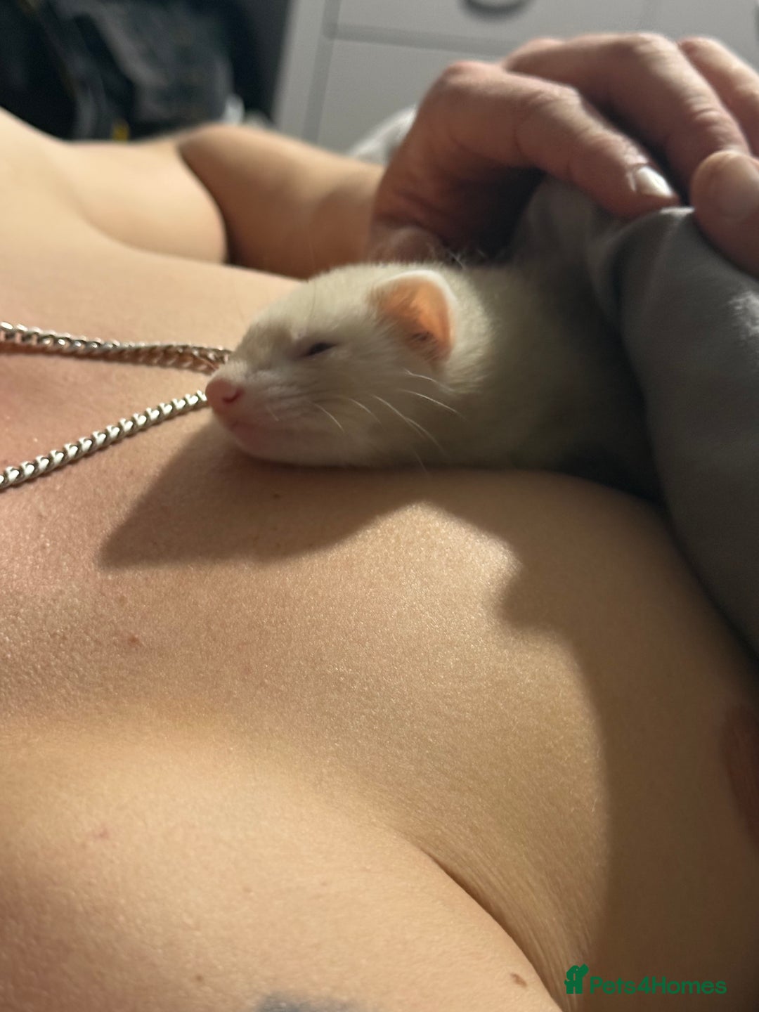 Ferret rodents for sale: Baby Male/female pair playful  ferrets - Advert 5