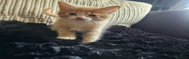 Mixed Breed Kitten 3