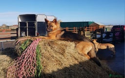 German Shepherd dogs for sale: German shepherd puppies  - Image 9