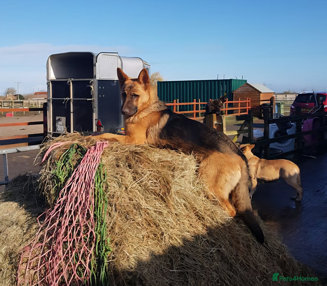 German Shepherd dogs for sale: German shepherd puppies  - Image 9