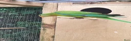 Cockatiels birds for sale: DNA breeding pairs barraband Bourke cockatiels - Advert 12