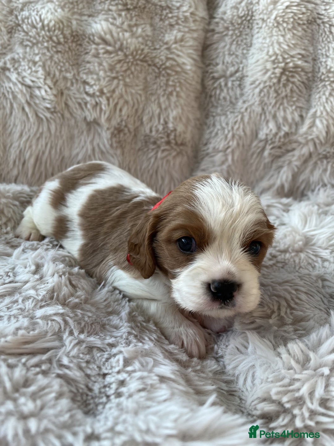 Cavalier King Charles Spaniel dogs for sale: Chocolate Carriers KC Vet Health Checked - Advert 11