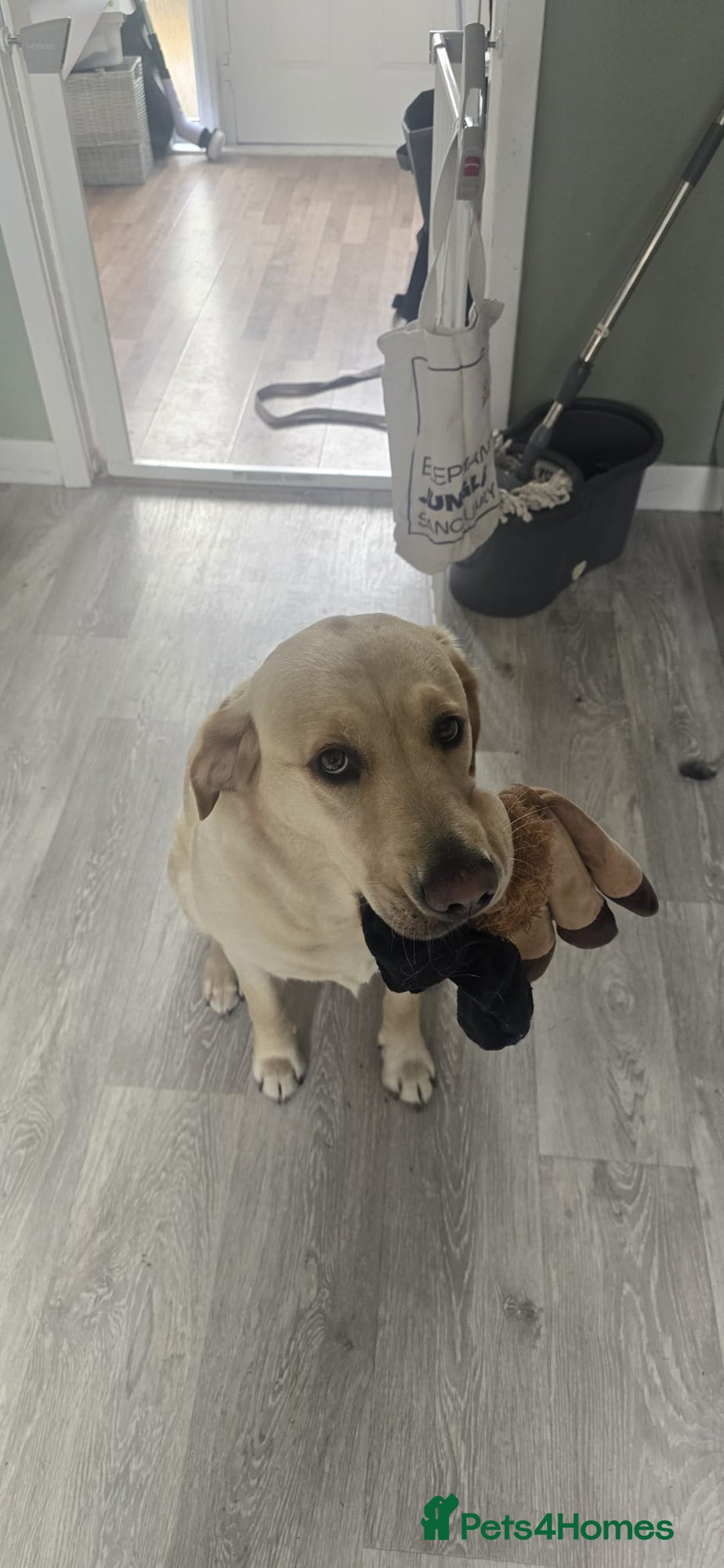 Golden Retriever dogs for sale: Expected Litter Golden Retriever / Golador Puppies - Advert 7