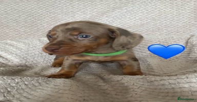 Dachshund dogs - Advert 17