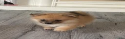 Pomeranian dogs for sale: 🐶 Stunning Pomeranian Puppies 2 Boys an 1 Girl 🐶 in Harlow - Advert 33