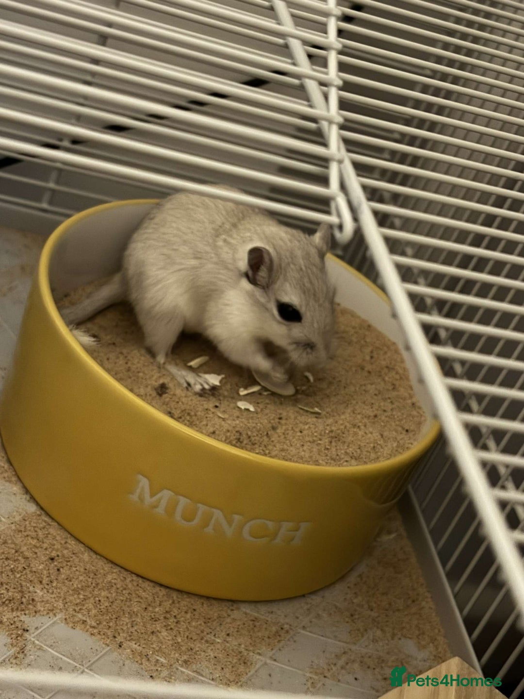 Gerbil rodents for sale: 10 Gerbils for sale to good homes  - Advert 4