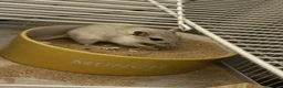 Gerbil rodents for sale: 10 Gerbils for sale to good homes  - Advert 4