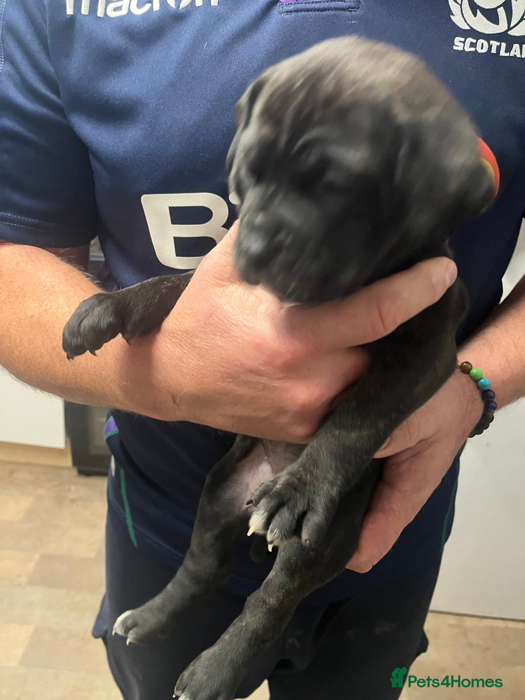 Cane Corso dogs for sale: Full Cane Corso Puppies x5 girls x5 Boys - Advert 19