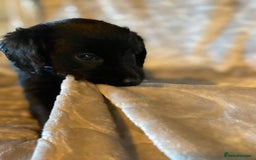 Labradoodle dogs for sale: Rare mini labradoodles variety of colours! - Image 15