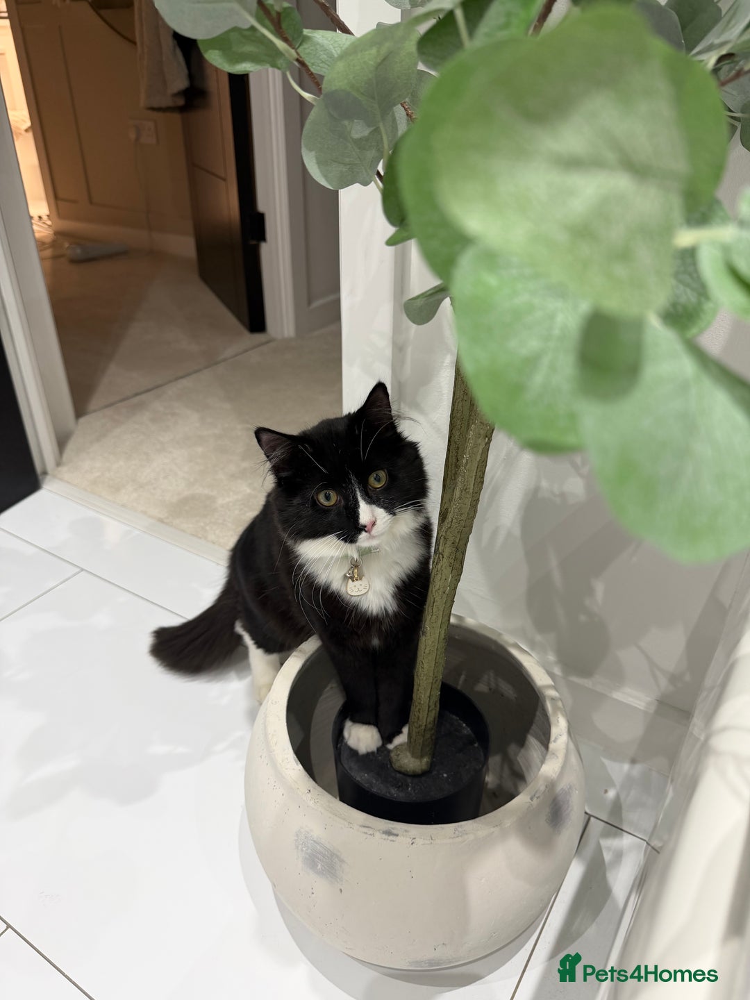 Maine Coon cats for sale: Dice Our Beautiful Maincoon X - Advert 6