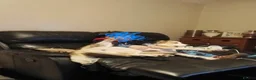Mixed Breed dogs for sale: Saluki x border collie - Advert 3