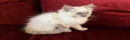 Ragdoll cats for sale: GCCF Registered purebred Ragdoll kittens - Advert 4
