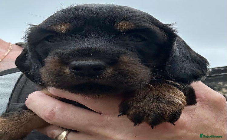 Dachshund dogs - Advert 3
