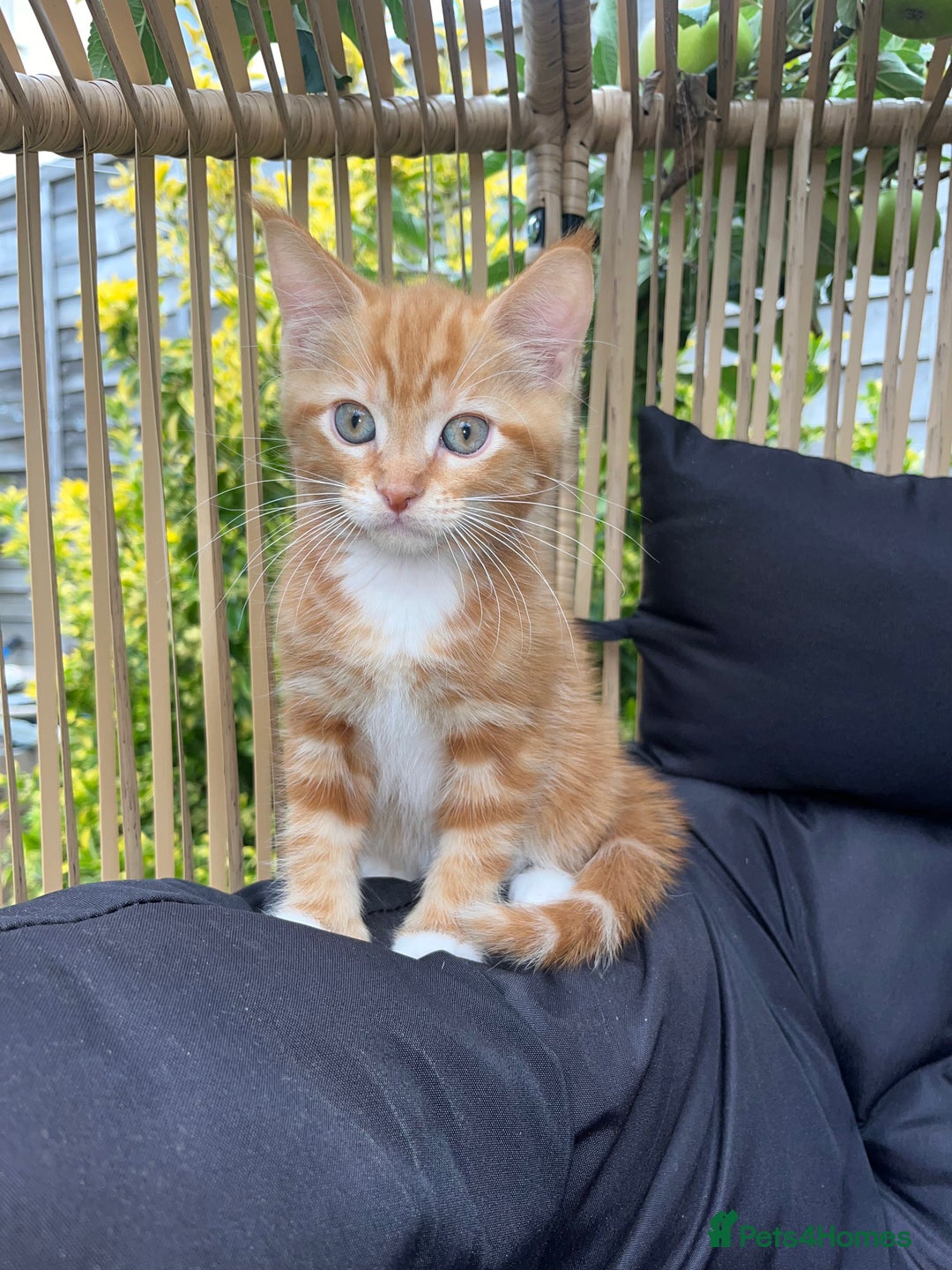 Maine Coon cats for sale: Maine Coon x Domestic Shorthair  - Image 30