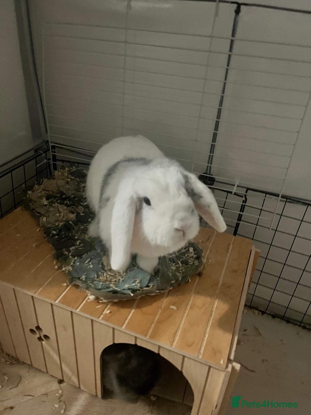 Mini Lop rabbits for sale: Rabbit pair for rehoming - Advert 3