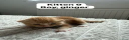 Mixed Breed cats for sale:  9 gorgeous kittens.  - Advert 19