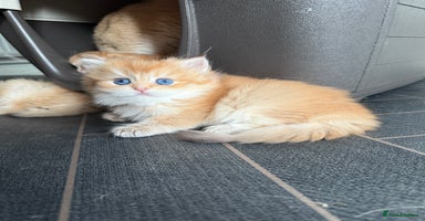 British Longhair cats - Advert 3