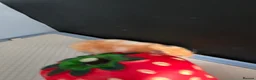 Hamster rodents for sale: Syrian female hamster  - Advert 6