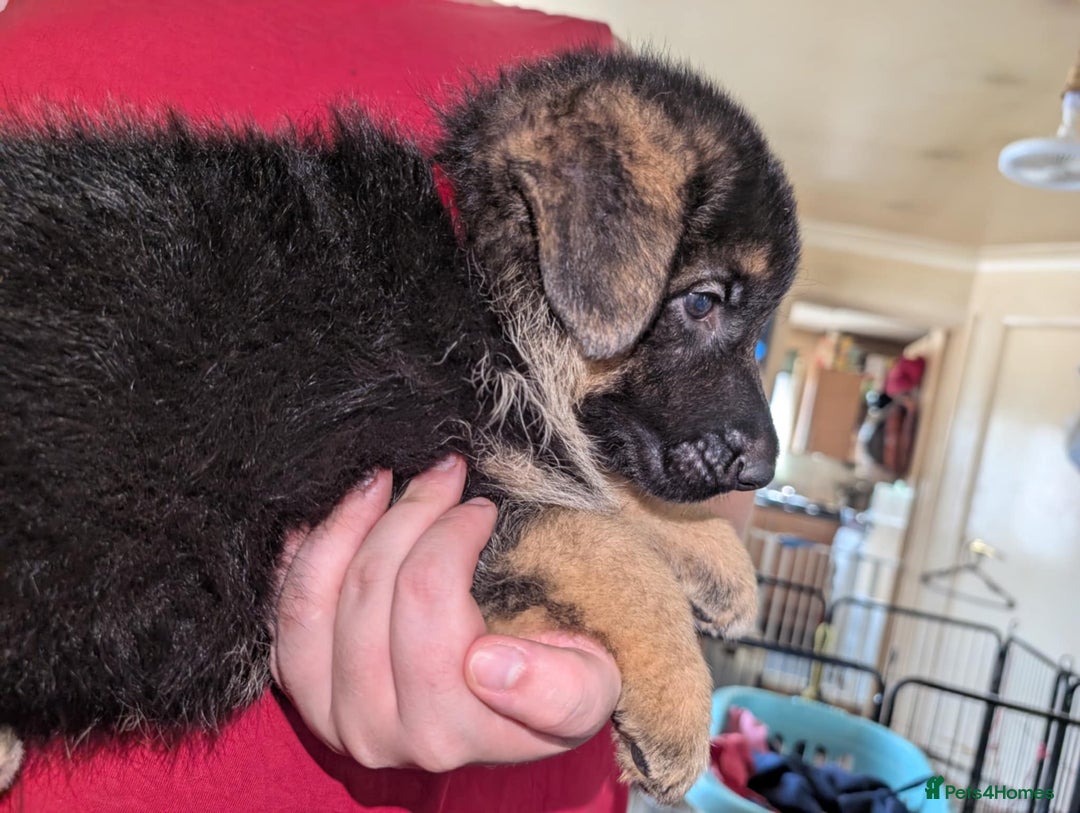 German Shepherd dogs for sale: German Shepard Puppies for Sale  - Image 19