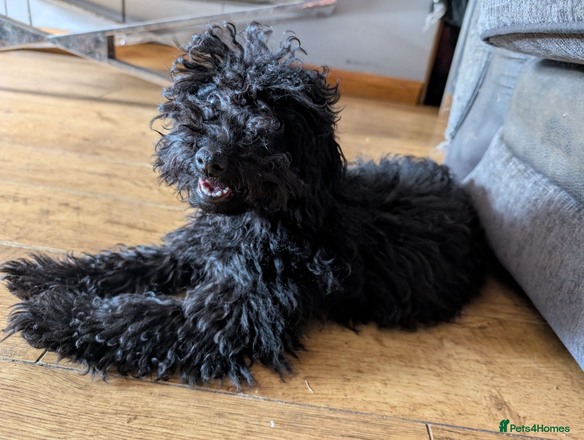 Labradoodle dogs 🐾Quality F1BB Fluffy Mini Labradoodle Pups🐾  - Advert 2