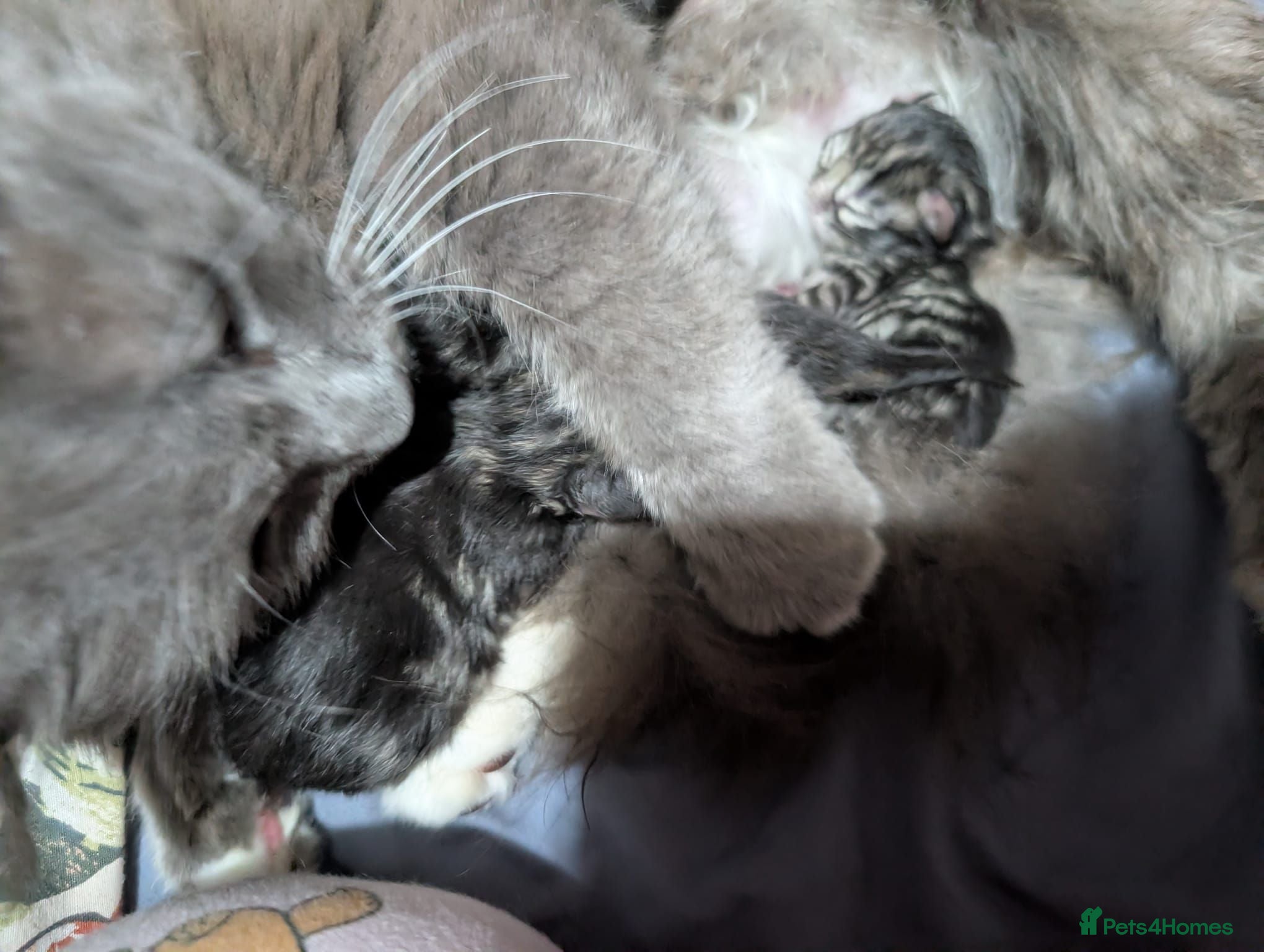 Mixed Breed cats Kittens for sale  - Advert 5