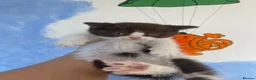 Mixed Breed cats for sale: Adorable Shorthair Kittens – 4 Boys & 1 Girl - Advert 9