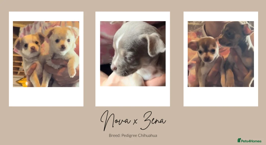 Chihuahua dogs for stud: Unique Chihuahua for Stud 🐾 in Southampton - Advert 23