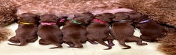 Cockapoo dogs for sale: 🌟Red F1BB Hypoallergenic DNA CLEAR Mini Cockapoos - Advert 2