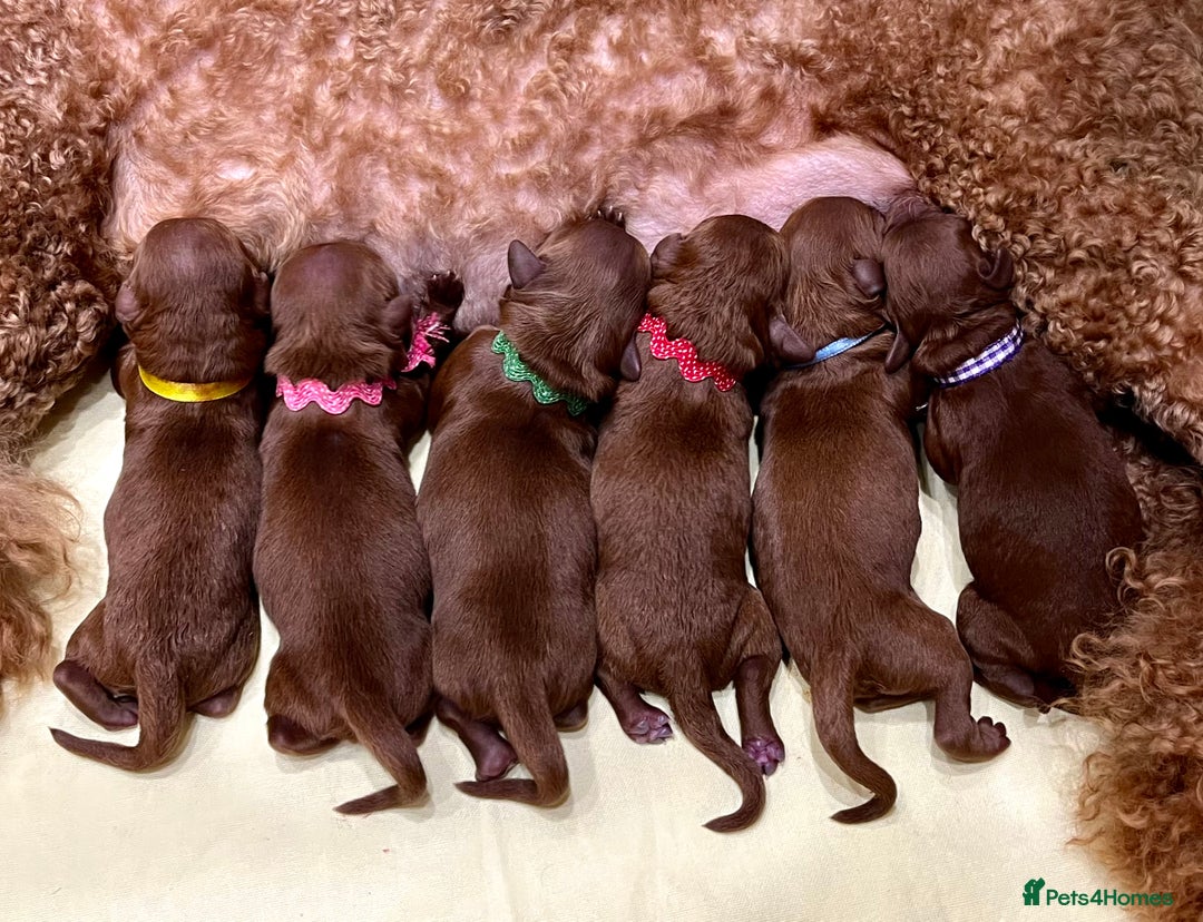 Cockapoo dogs for sale: 🌟Red F1BB Hypoallergenic DNA CLEAR Mini Cockapoos - Advert 2