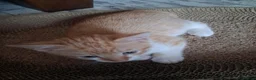 Domestic Shorthair cats for sale: 2 MALE AND 1 FEMALE 9 WEEK OLD KITTENS - Advert 13