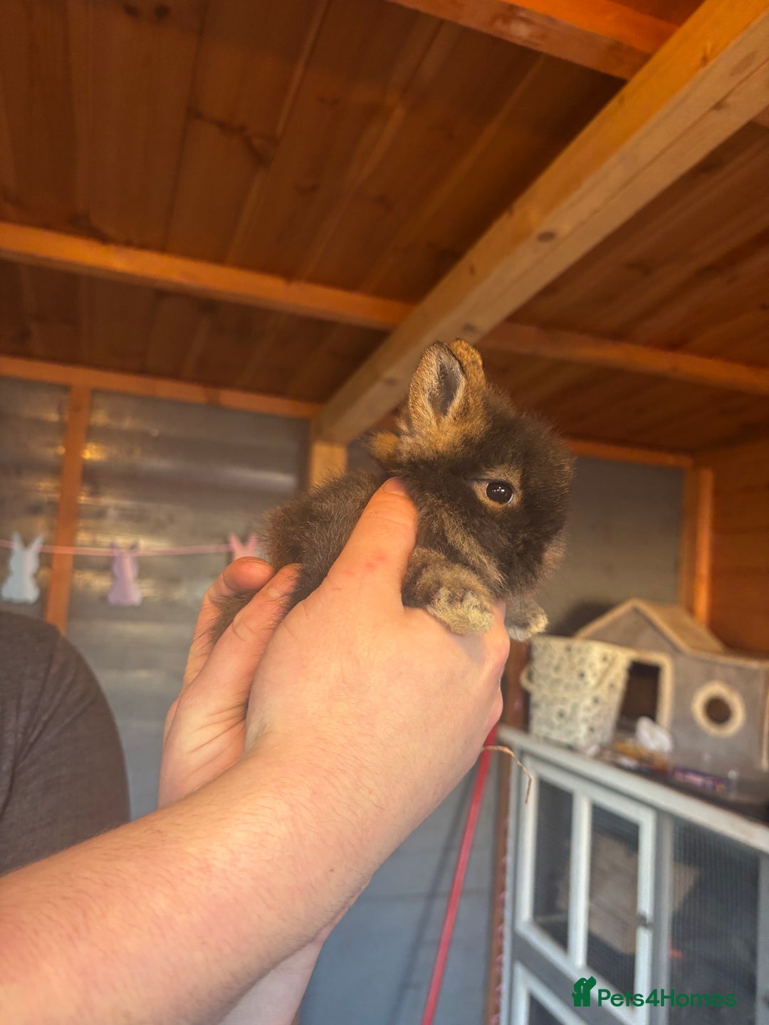 Lionhead rabbits for sale: Lion head bunnies available 🐰 - Advert 8