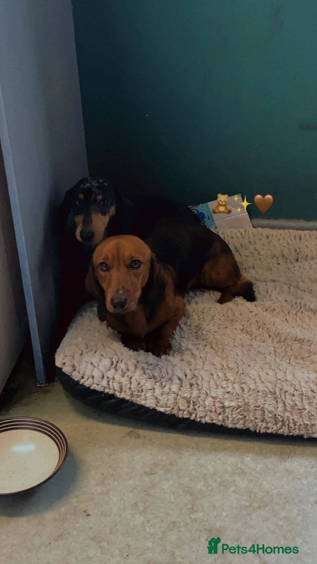 Dachshund dogs for sale: Dachshund - Advert 2