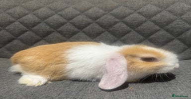 Mini Lop rabbits - Advert 16