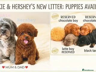Maltipoo dogs 1 BLACK TANNED AVAILABLE! F1b Asian Maltipoo Puppy - Advert 6