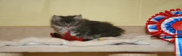Maine Coon cats for sale: Gorgeous Maine Coon kittens from the Grand Cham - Advert 11