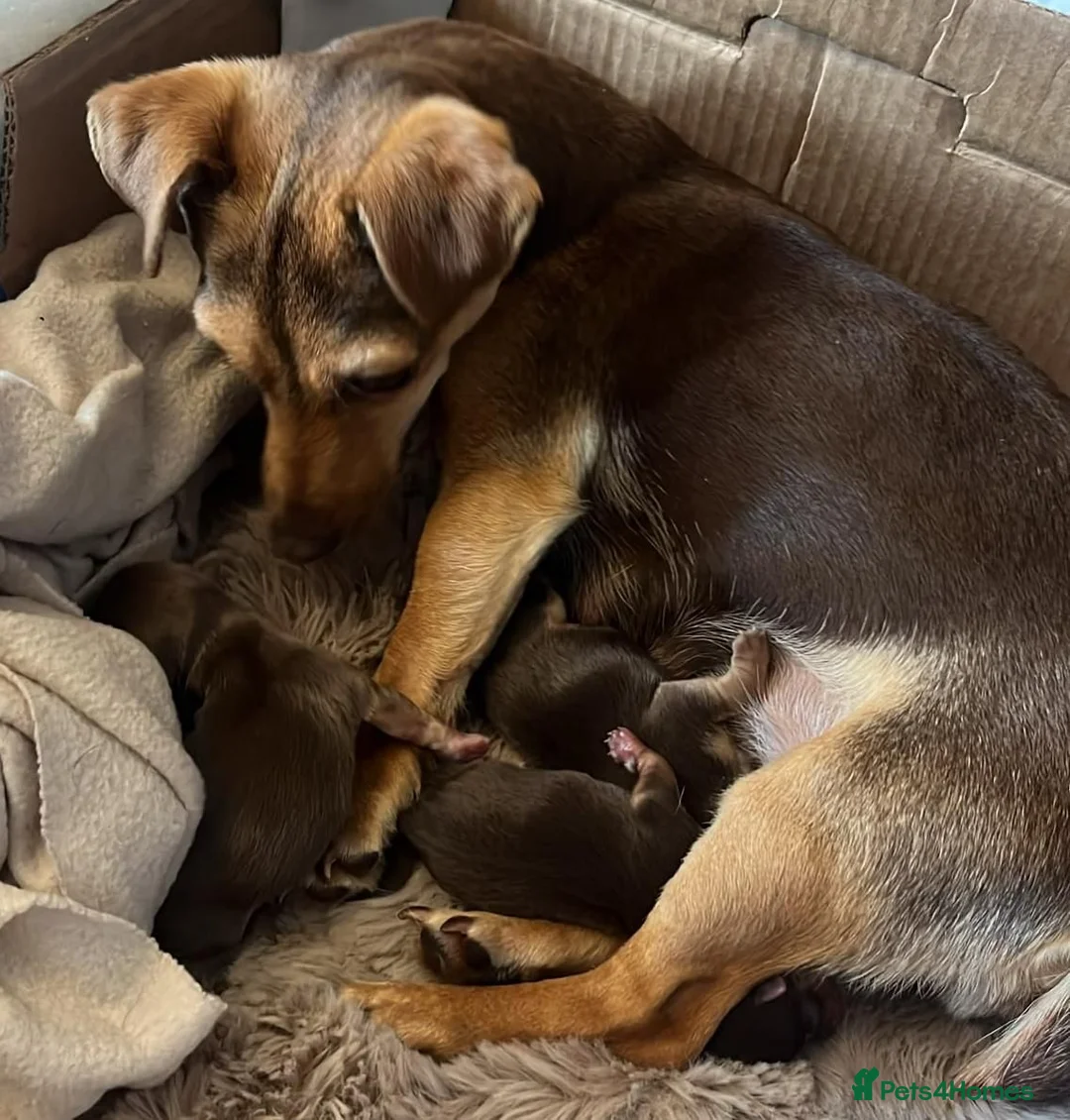 Jack Russell dogs for sale: Adorable Litter of 3 Jack Russell Puppies for Sale - Advert 2