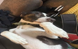 Mixed Breed dogs for sale: Lurcher x Staff - Image 3