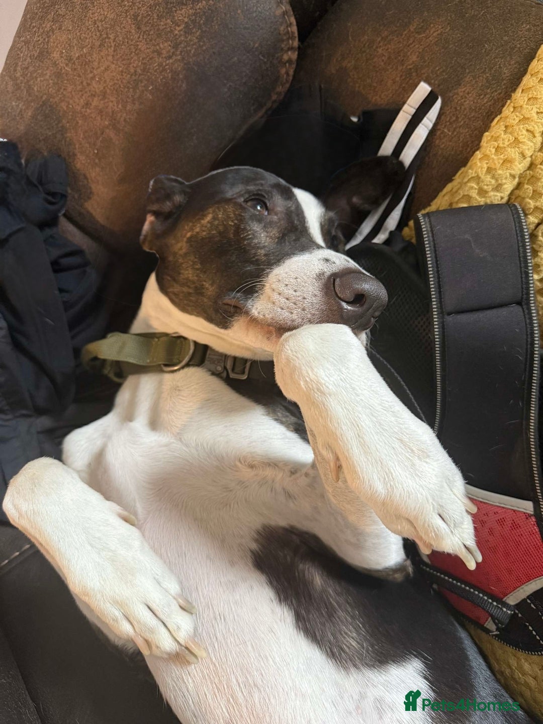 Mixed Breed dogs for sale: Lurcher x Staff - Image 3