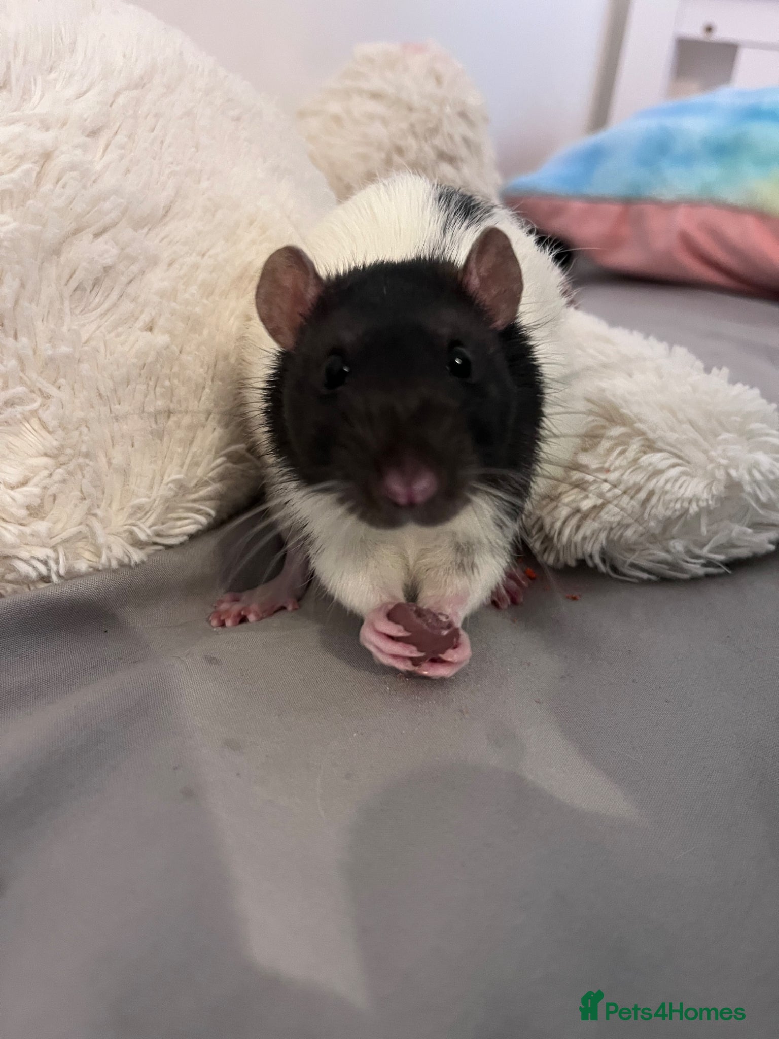 Rat rodents Male black and white fancy rat - Advert 1