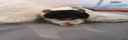Rat rodents for sale: Male black and white fancy rat in Hull - Advert 1