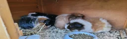 Guinea Pig rodents for sale: Guinea pigs with hutch in Perth - Advert 7