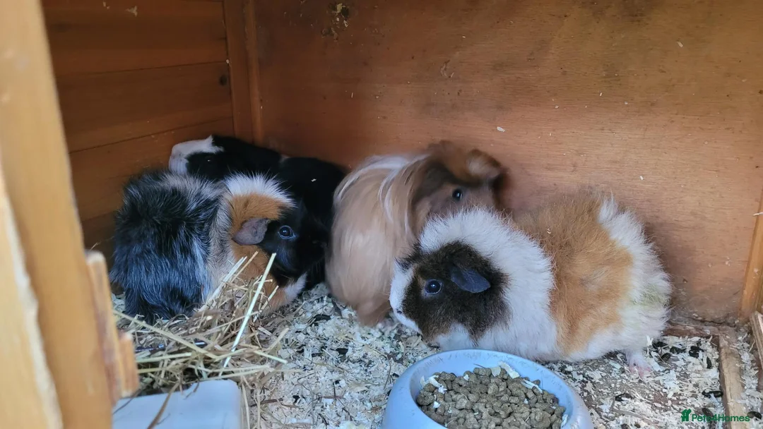 Guinea Pig rodents for sale: Guinea pigs with hutch in Perth - Advert 7